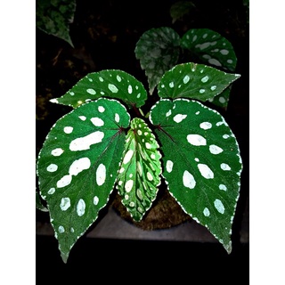 Begonia xanh lá trắng | Sp. borneo