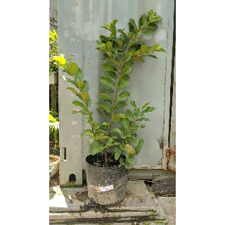 Ổi lê Đài Loan
