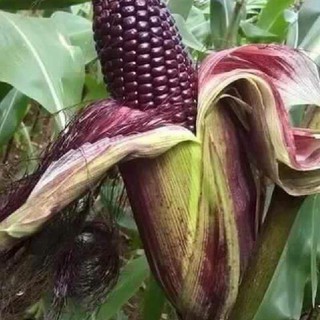 Ha1108 doanhcb Hạt giống ngô