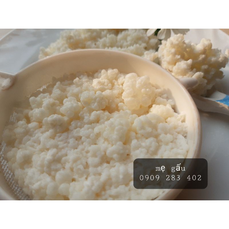 Nấm sữa kefir milk
