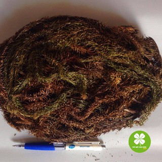 Cây thông đất (1kg) - TD192