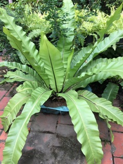 Cây ổ phụng