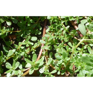 HẠT GIỐNG RAU SAM DỄ TRỒNG  (1gr)