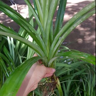 Combo 12 cây dứa thơm 150k