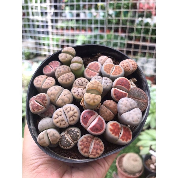 (FREESHIP) SEN THẠCH LAN, SEN ĐÁ  MÔNG SIÊU CUTE, LITHOPS NHIỀU MÀU SẮC