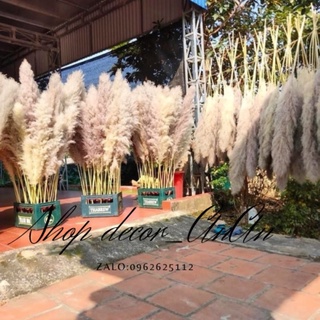 Bông lau ,cỏ lau khô, hoa khô trang trí decor nhà, trang trí shop,spa,trang trí tiệc cưới sự kiện