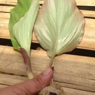 Cây ngãi đen giốg
