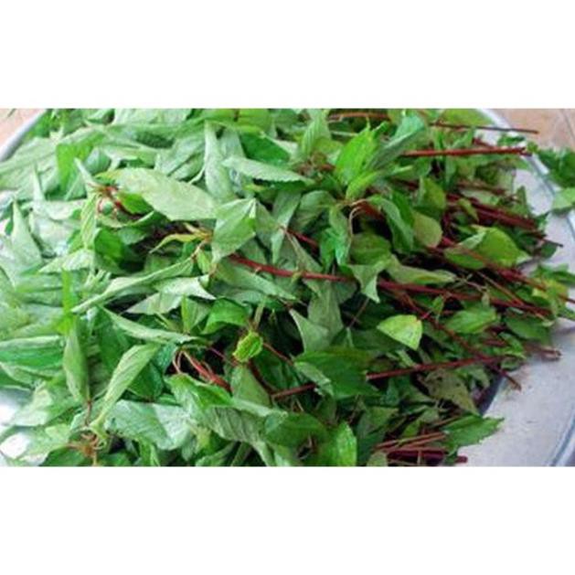 Hạt Giống Rau Đay Đỏ Dễ Trồng, Nhiều Dinh Dưỡng 10gr