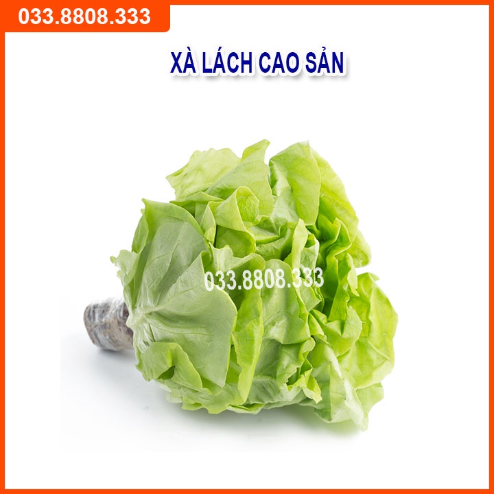 Bộ 4 Hạt Giống Cải Bó Xôi -Hành - Hẹ - Xà Lách Đăm Dễ Trồng Và Chăm Sóc