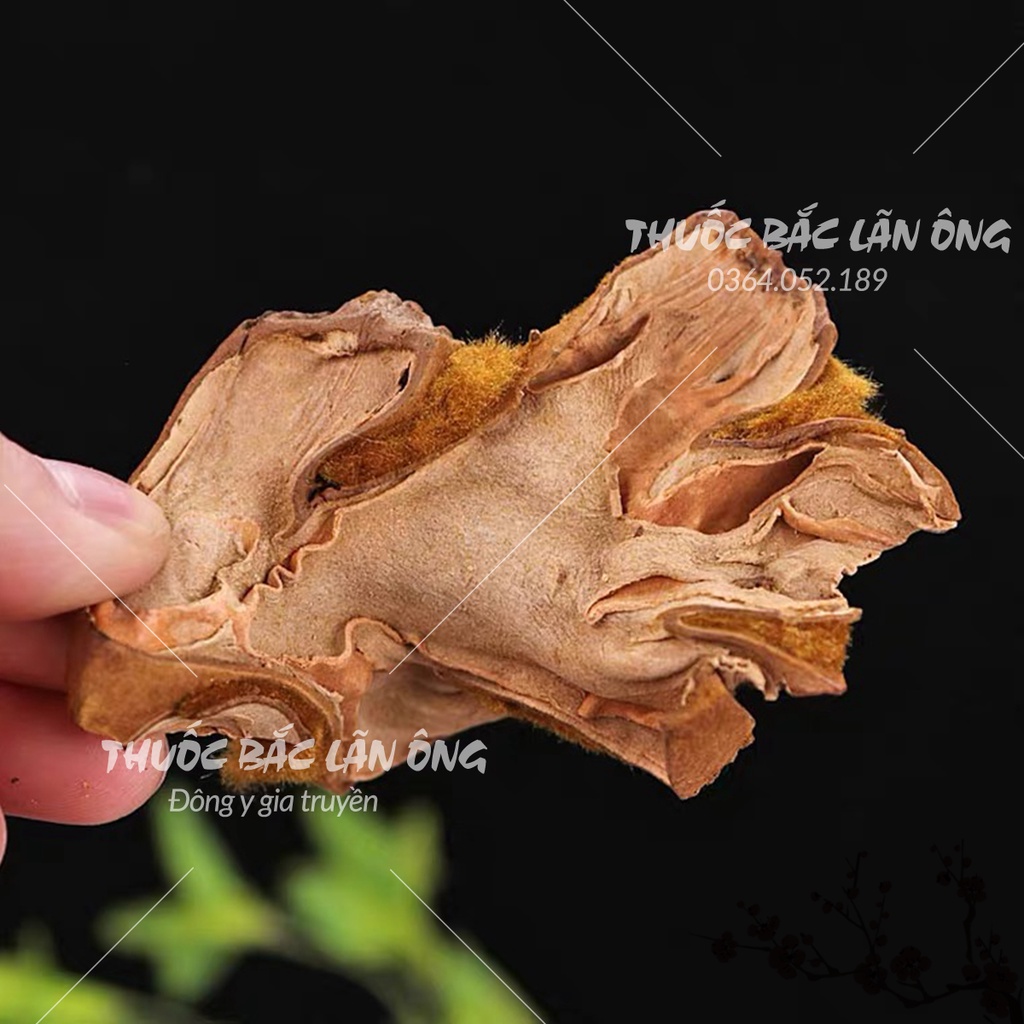Cẩu tích chưa chế 100g (Cây lông culi giảm tiểu đêm, mạnh gân cốt)