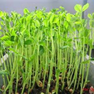 Hạt giống rau mầm đậu hà lan gói 50g
