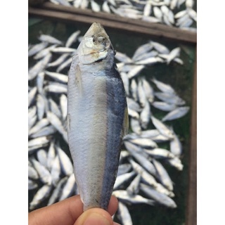 (Phan Thiết) Cá Trích Khô Lạt~ 1kg