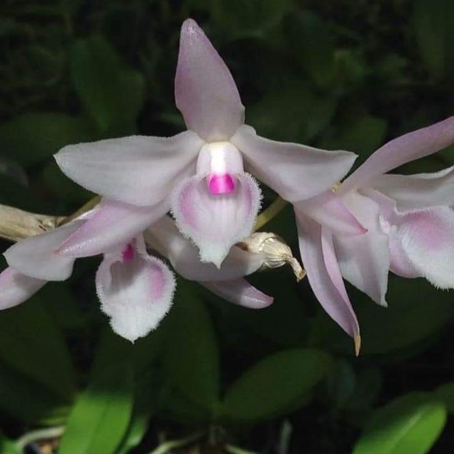 Phi điệp hồng mỹ nhân