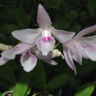 Phi điệp hồng mỹ nhân