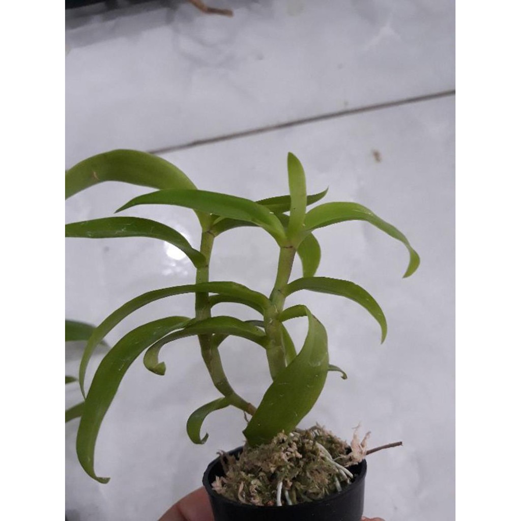 hoa phong lan 5ct họng tím | BigBuy360 - bigbuy360.vn