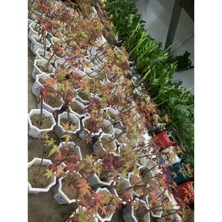 Cây Phong Lá Đỏ ( để bàn )