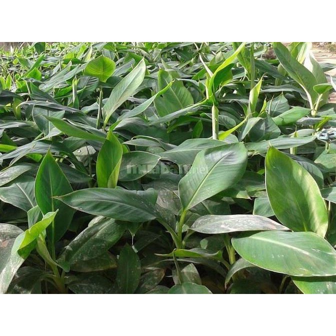 CÂY GIỐNG CHUỐI GIÀ LÙN NAM MỸ SIÊU QUẢ SIÊU KINH TẾ