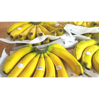 CÂY GIỐNG CHUỐI LABA [ ĐẶC SẢN LÂM ĐỒNG ]