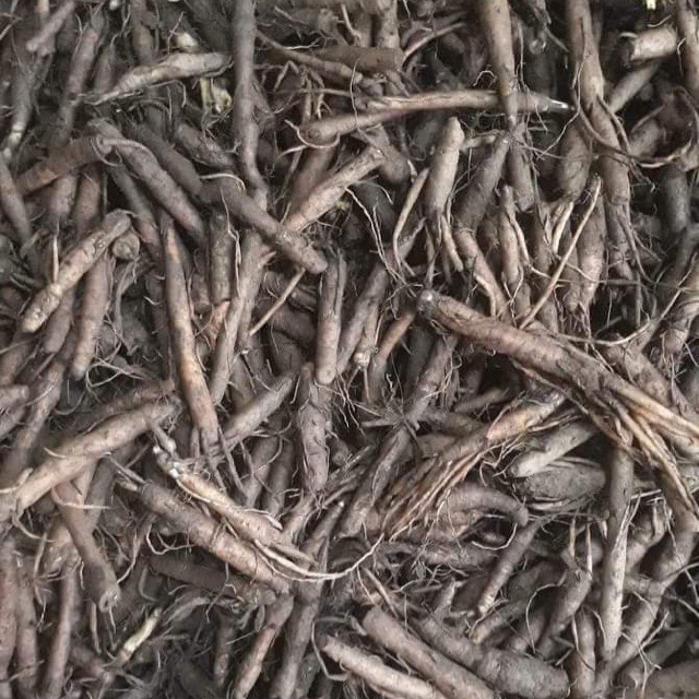 Sâm cau đen (Tiên mao) thượng hạng JINDO 1kg tốt cho sinh lực nam giới