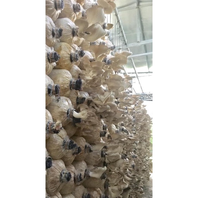 Nấm Bào Ngư Sấy Khô Nhà Trồng BaoNhu_Cosmetics | BigBuy360 - bigbuy360.vn