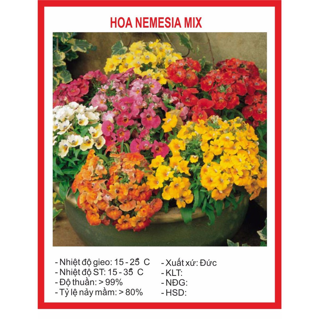 Hạt Giống Hoa Nemesia Mix 50 hạt
