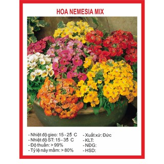Hạt Giống Hoa Nemesia Mix 50 hạt