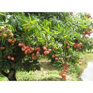 cây giống vải thiều (cho thu hoạch siêu sớm)