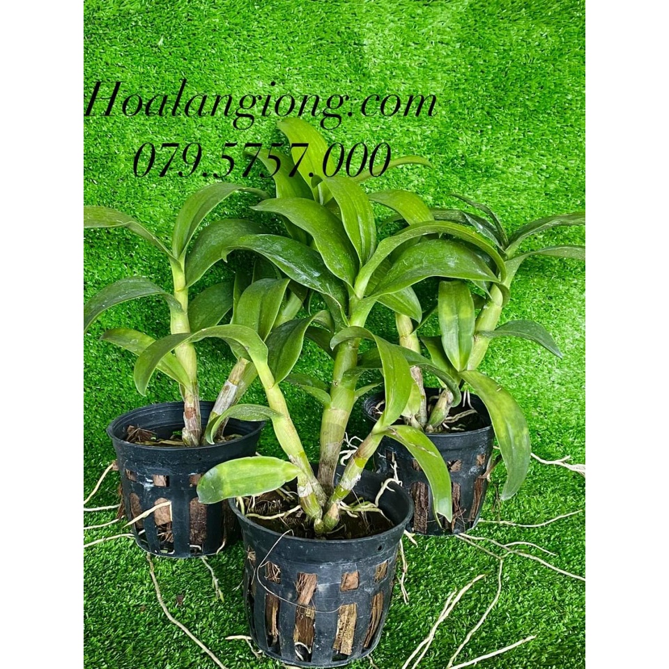 HOA LAN DENRO CỜ ĐỎ XỔ CHỚP 5%