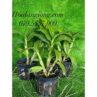 HOA LAN DENRO CỜ ĐỎ XỔ CHỚP 5%