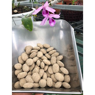 {Giá Sốc} 1Kg Phân Tạn Chậm Hạt Bàng