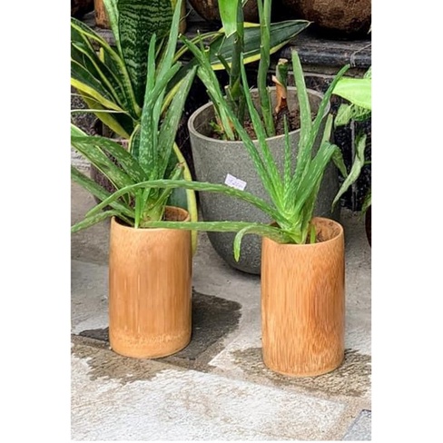 10 CỐC TRE TRỒNG CÂY