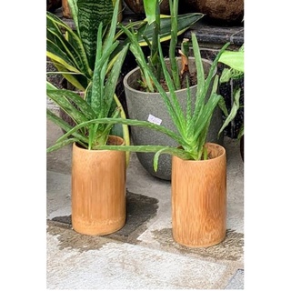 10 CỐC TRE TRỒNG CÂY CAO 12 CM