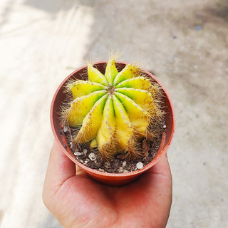 Xương rồng khế vàng