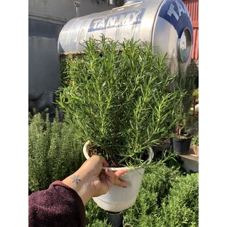 [Nội thành HN] Cây hương thảo rosemary size nhỡ chậu 3 gốc (Có kèm hướng dẫn chăm sóc)