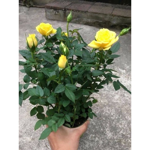 Gói 20 hạt giống Hoa Hồng Siêu Nụ Gói 20 hạt  giá sỉ