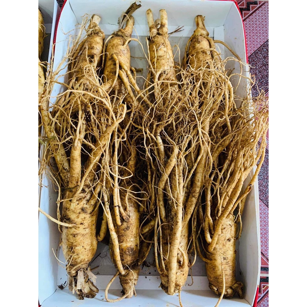 1 Củ Sâm 6 Năm Tuổi Hàn Quốc. Thân Dài, Đẹp