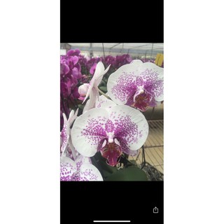 Lan hồ điệp cắt cành bầu 2.8