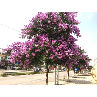 cây bằng lăng ổi giống