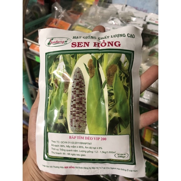 Hạt giống bắp tím dẻo 200 sen hồng gói 100gam.