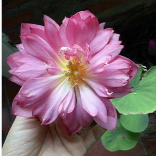  Hạt giống sen bạch diệp tím ( gói 5 hạt )
