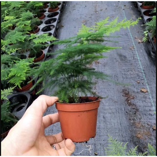 Kim thuỷ tùng mini cây size trung để bàn, làm terrarium, bán cạn, bàn trà