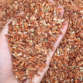 gạo lứt cho gà 1kg