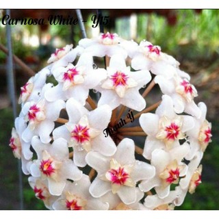 Cẩm cù Carosa White - số 15