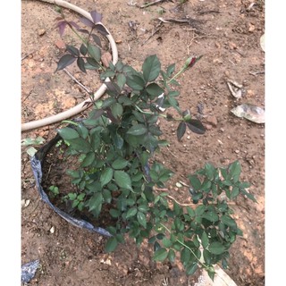 cây hồng cổ huế cao 50cm