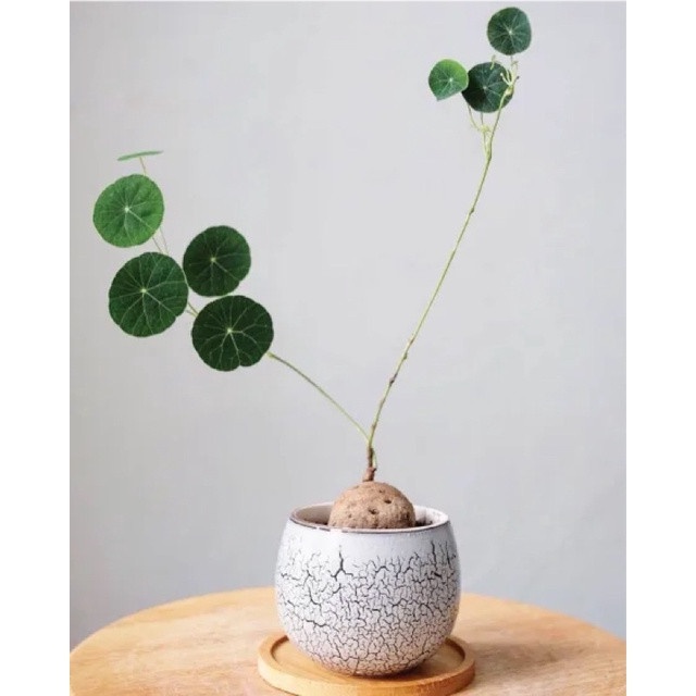 Củ Bình Vôi