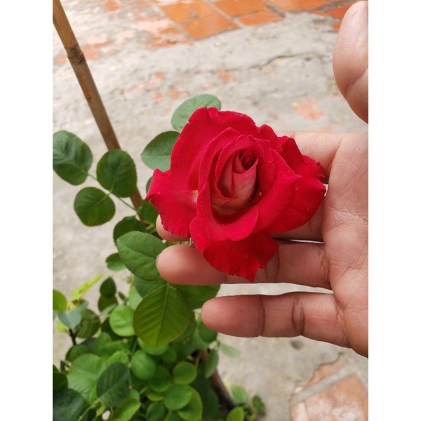 Hoa hồng monnica Belluci