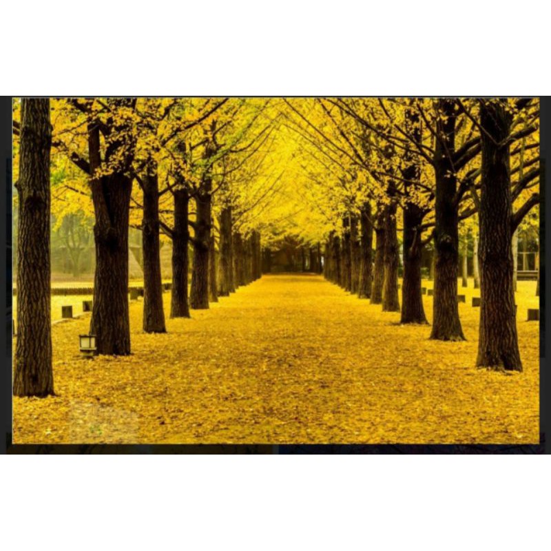 tranh dán tường 3d con đường lá vàng mùa thu in Vải Lụa