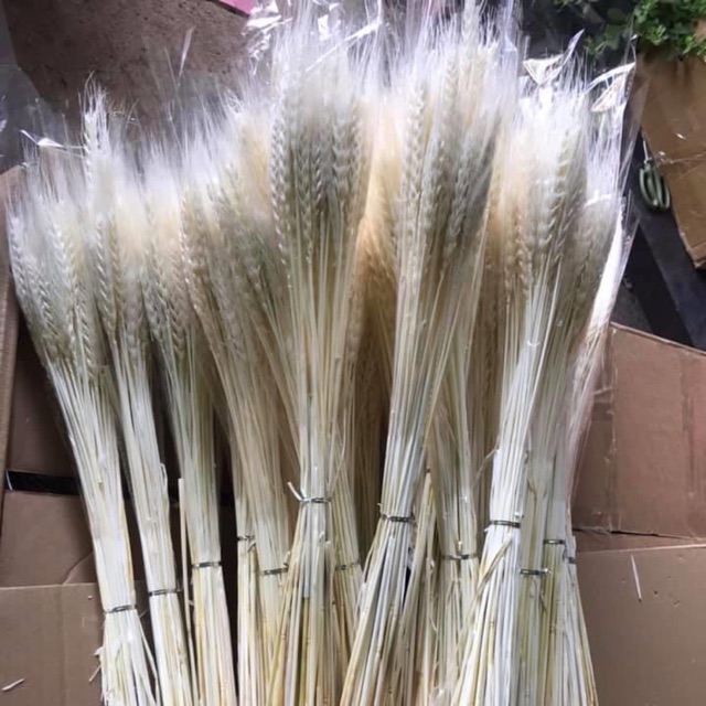 Lúa mạch trắng bó 50 cành