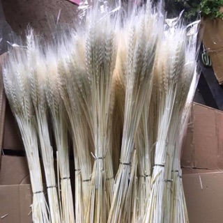 Lúa mạch trắng bó 50 cành