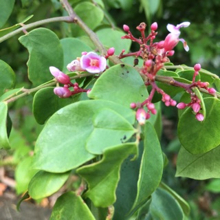 1kg lá khế  Chua tươi- ship hàng thứ 2